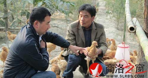 茹遠美（右）向副鎮長陳民生介紹養雞情況。