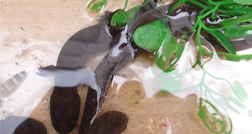 丹鳳縣舉辦武關(guān)河省級自然保護(hù)區(qū)大鯢暨魚類放流儀式