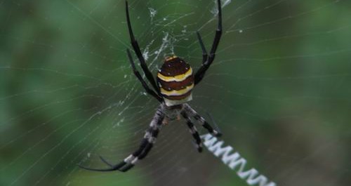蜘蛛織網象英文