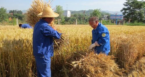 市農(nóng)科所在小麥良種試驗田里搶收小麥