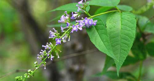 金絲峽發(fā)現(xiàn)植物新物種