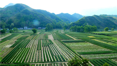 特色產業(yè)——保安鎮(zhèn)洋芋基地