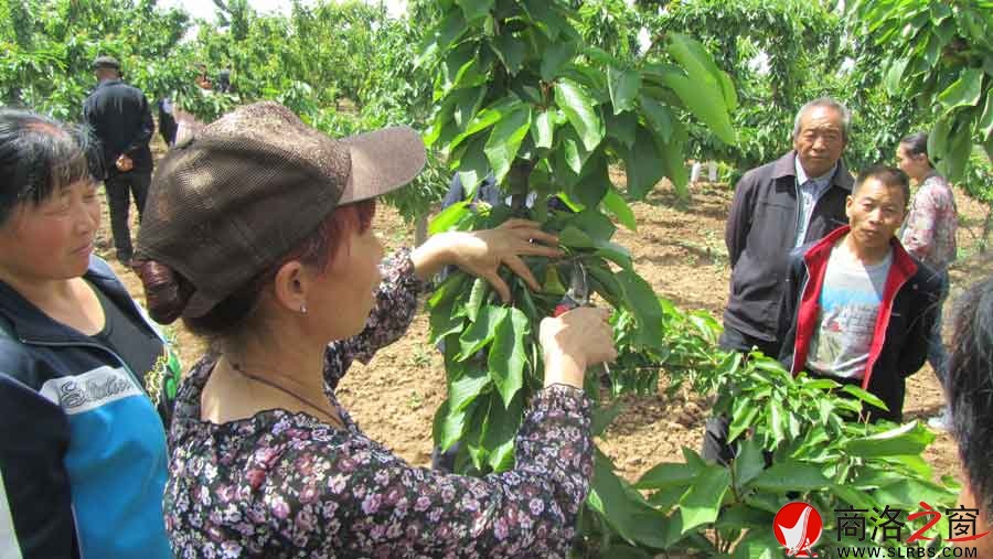 市農科所組織商州果農參觀考察白鹿原大櫻桃產業
