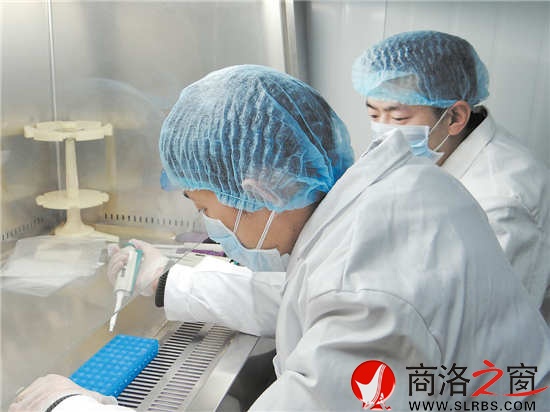 何力與劉少功在DNA實驗室里聚精會神地做實驗。