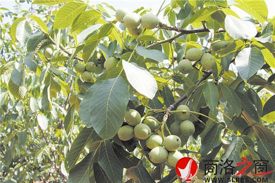 核桃是我市最具優勢的林業特色產業,面積、產量位居全國前列,穩居陜西第一。