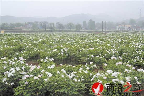 綠色產業是我市群眾增收的重要渠道。圖為集中連片的油(藥)用牡丹基地。