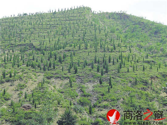 核桃高接換優等新技術得到大面積推廣和普及,為產業提質增效奠定了基礎。