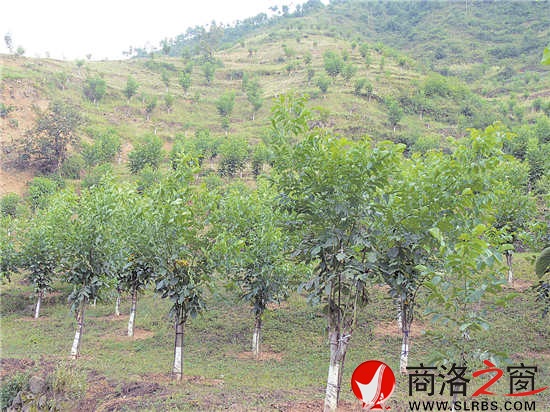 職工文體活動豐富多彩,單位的戰斗力、凝聚力全面增強。圖為開展的“迎元旦”市直林業系統健步走活動。