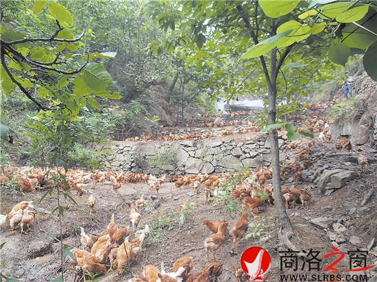 近年來,我市大力發展林下經濟,充分挖掘林地潛力,帶動了農民增收。