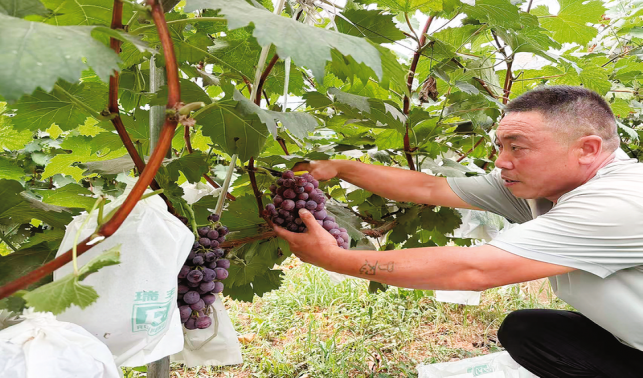 林果飄香產業興 “甜蜜經濟”富百姓