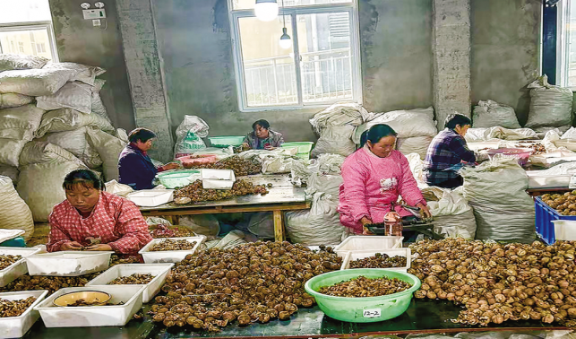 核桃香里話增收