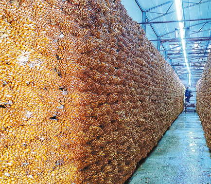 食用菌產業撐起群眾“增收傘”